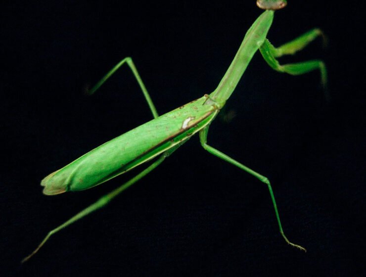 Las bizarras imágenes en el Instagram de Chloé