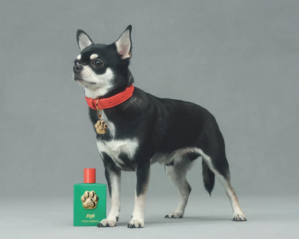 Perro Chihuahua posando con fragancia Fefé Dolce & Gabbana.