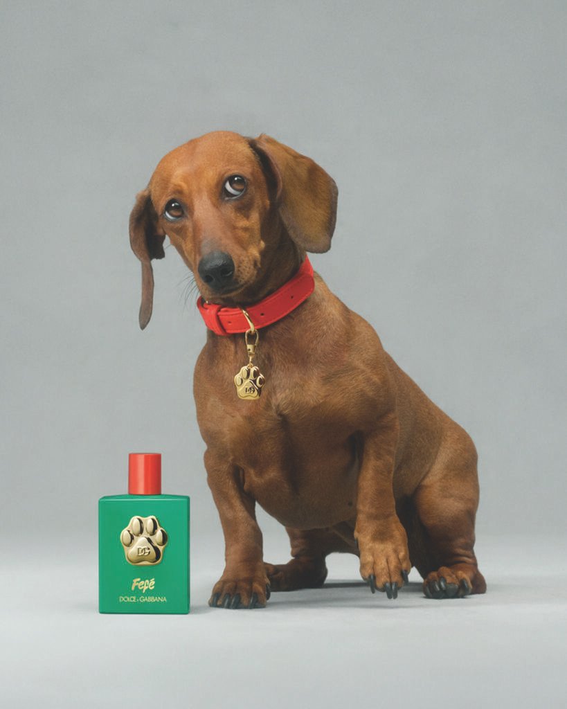 Perro Salchicha con perfume Dolce & Gabbana Fefé.