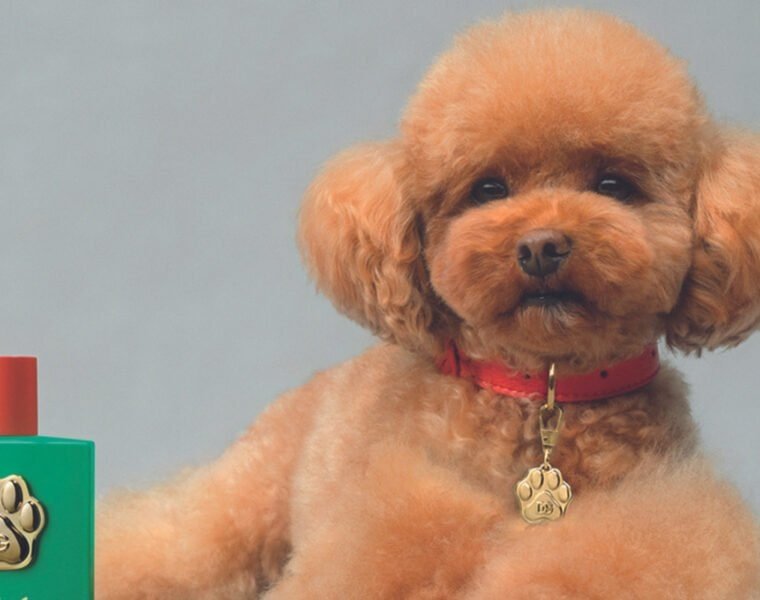 Dolce&Gabbana presenta Fefé, la primera bruma perfumada sin alcohol de la marca para perros.