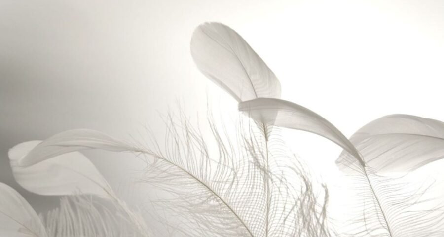 Una pluma blanca no llega por azar. Llega cuando más la necesitas.