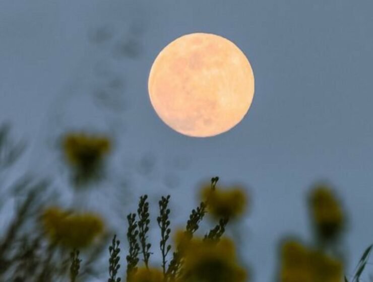 Luna de Ciervo: Significado espiritual y origen del nombre