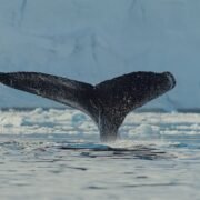 La nueva expedición a la Antártida a bordo del World Voyager
