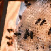 Women for Bees de Guerlain y la UNESCO celebran 5 años