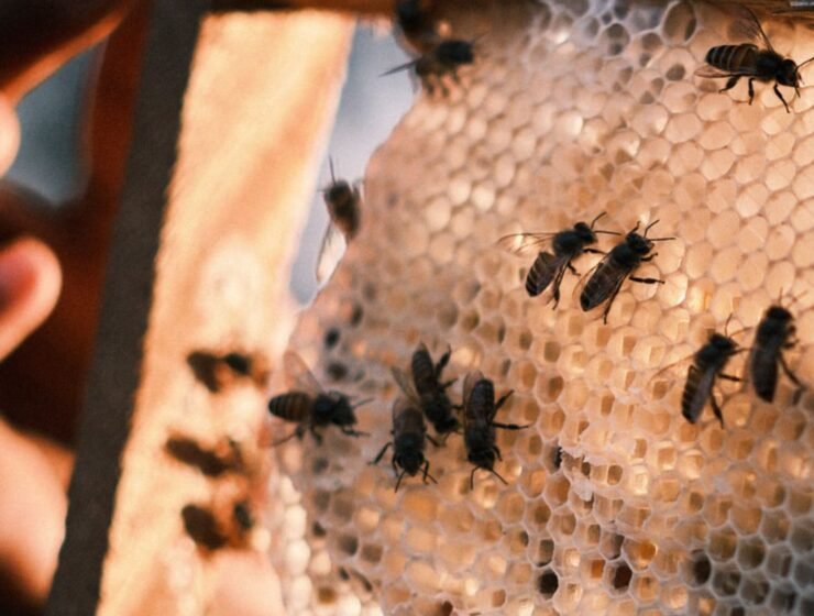 Women for Bees de Guerlain y la UNESCO celebran 5 años