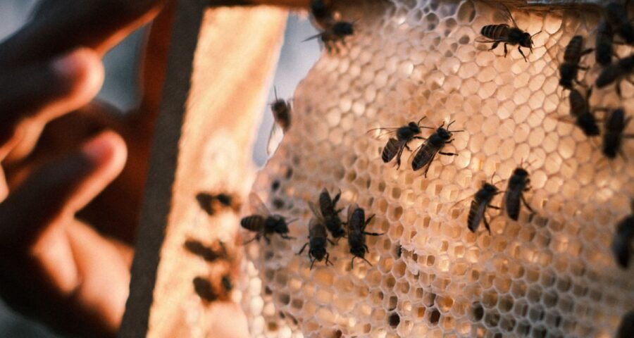 Women for Bees de Guerlain y la UNESCO celebran 5 años